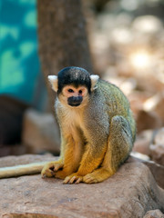 Young monkey in the zoo