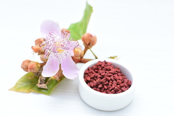 Achiote seed called Bixa orellana of America, used to flavor food