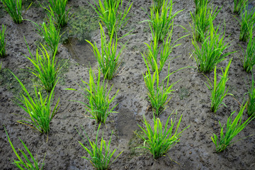 Beautiful rice terrace in Ubud, Bali, Indonesia