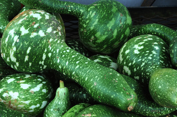 Gourds