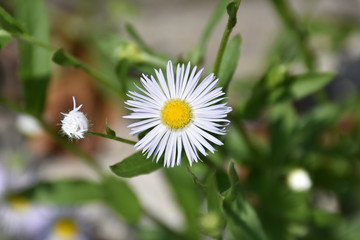 Obraz premium Daisy,white petals with a blurred background