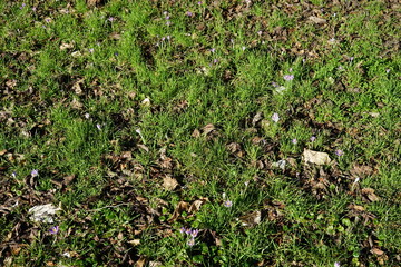 Sonnige Wiese mit lila Krokussen