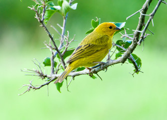 Atlantic Canary. A small Brazilian wild bird.