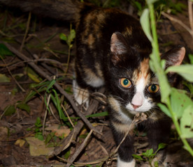 Cute tortoiseshell  and white kitten peers up from hiding place in undergrowth