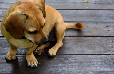 Little dog sits on rustic wood table with space for copy
