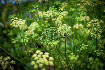 Parsley flowering in meadow
