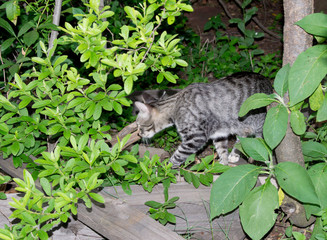 Striped grey cat creeping around in the undergrowth