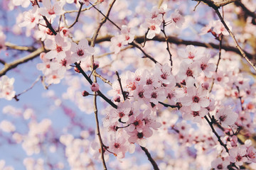 Plum tree branch with fresh pastel pink flowers in bloom, close up.