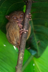 Cute little tarsier monkey on the philippine island Bohol 2019 / 2020