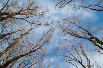 Obraz premium winter forest tree branches against the blue sky
