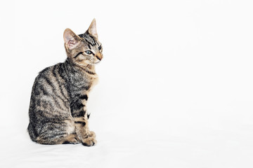 Young European Shorthair cat sitting on white background.