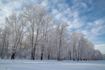winter landscape, forest in the snow against a blue sky