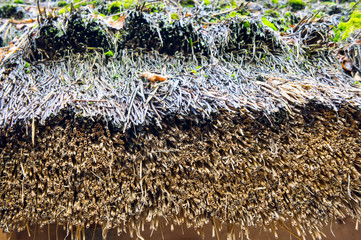 Thatched roof of an old rural house closeup shot. Background for natural ecological housing. Natural materials in construction.