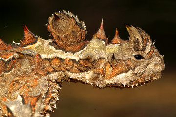 Head of the endemic Thorny Devil, Moloch horridus, in Western Australia, closeup 