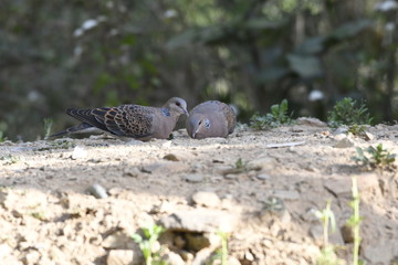 European turtle dove (Streptopelia turtur) , Bird Captured in Sattal India