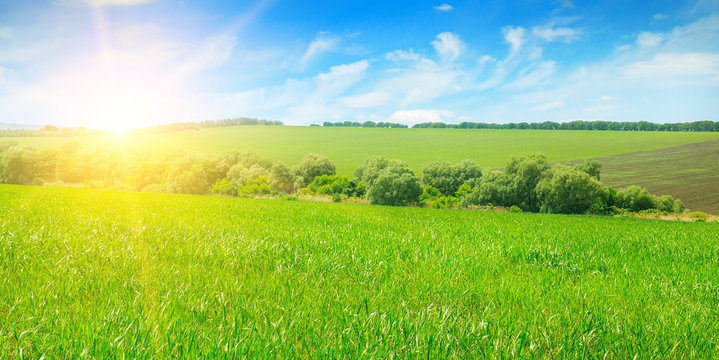 Green field, sunrise and blue sky. Wide photo.