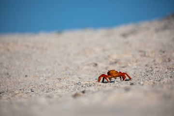 Sally lightfoot crab from galapagos islands walking away