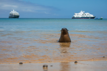 Sea lion on the beach in galapagos islands with boats behind
