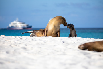 Sea lion on the beach in galapagos islands with boats behind