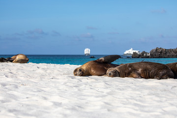 Sea lion on the beach in galapagos islands with boats behind