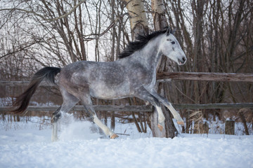 Gray stallion plays in the snow