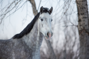Obraz na płótnie Canvas Portrait of a gray horse in winter