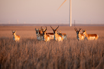 Pronghorn Herd on a sorghum field in a Wind Turbine park © Edgar Figueiredo