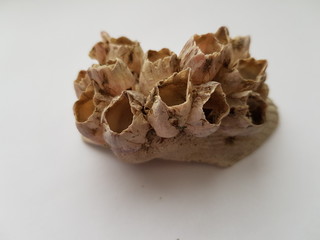 mushrooms isolated on white background