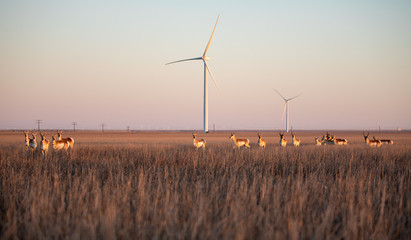 Pronghorn Herd on a sorghum field in a Wind Turbine park © Edgar Figueiredo