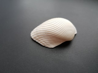 Fototapeta na wymiar seashell on black background