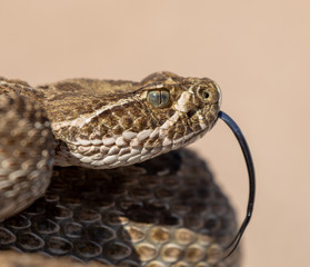 Obraz premium Texas rattlesnake curled up ready to attack