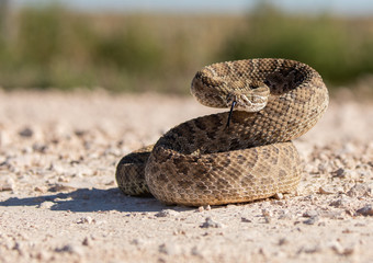 Texas rattlesnake curled up ready to attack