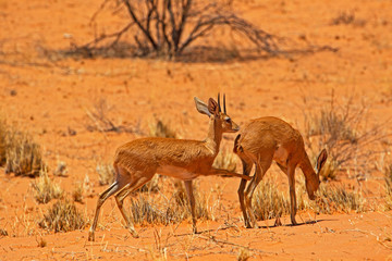 Pre-mating male steenbok touching female genitals