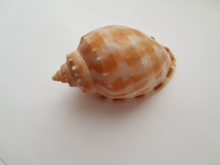 sea shell isolated on white background