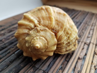 Shell on a dark background 