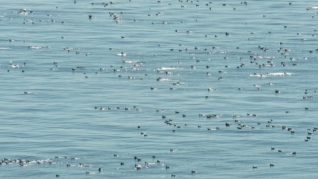 Common guillemots (Uria aalge)  and razorbills swimming and fishing at sea near seabird colony in spring, Scotland, UK