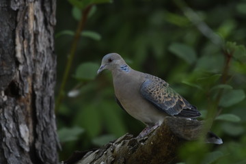 European turtle dove (Streptopelia turtur) , Bird Captured in Sattal India
