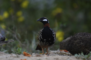 Indian Bird black Francolin (Francolinus francolinus) , captured in Sattal India