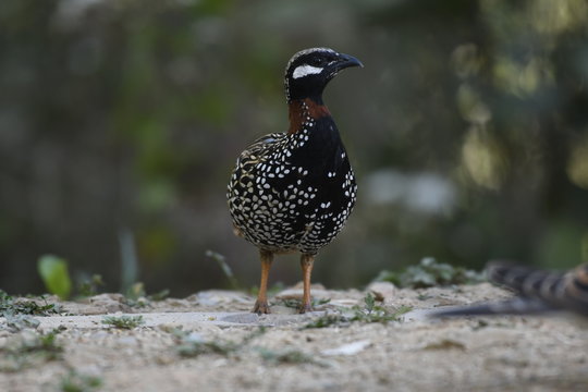 Indian Bird black Francolin (Francolinus francolinus) , captured in Sattal India