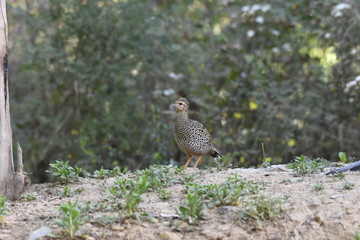 Indian Bird black Francolin (Francolinus francolinus) , captured in Sattal India