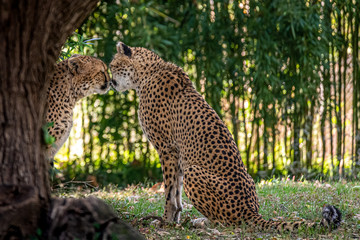Cheetahs In Love