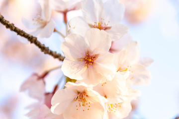桜　 春の季節　夕焼けの輝きで最高に美しく満開する桜の花...