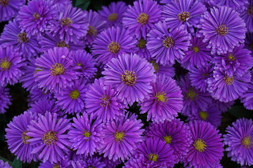 Fototapeta premium Purple Daisy,Daisy