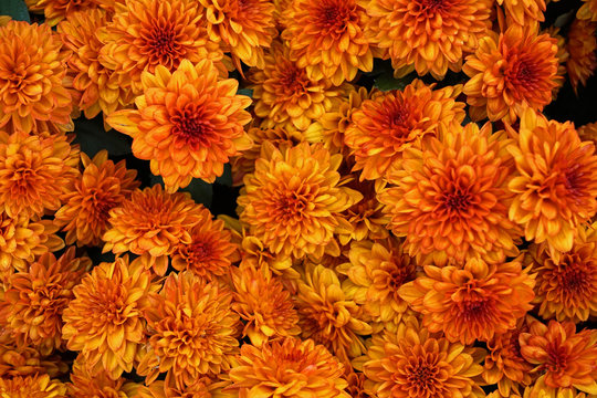 Hailey orange mum/Orange mum/chrysanthemum