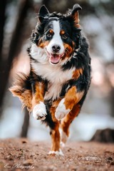 Crazy bernese mountain dog outside in action. 