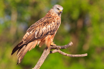 Red kite on tree branch