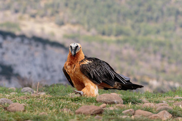 Bearded Vulture or Lammergeier in the grass