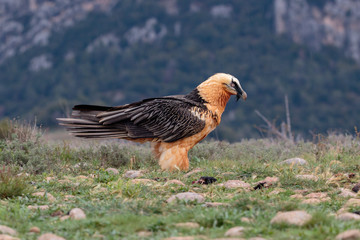 Bearded Vulture walking on mountain top