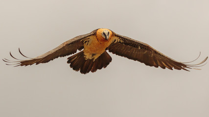 Bearded Vulture in flight