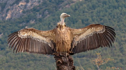 Fototapeta na wymiar Griffon Vulture on rock with wings fully spread